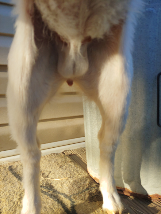 goat-external-genitalia
